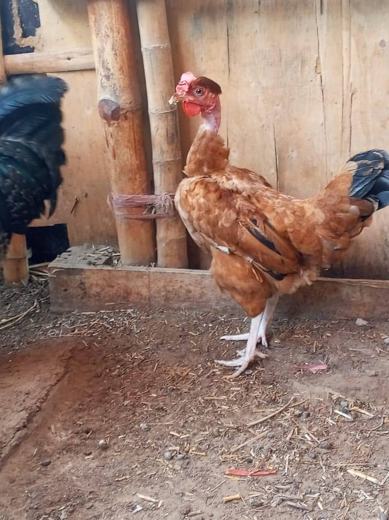 Desi murga pair breeding 1