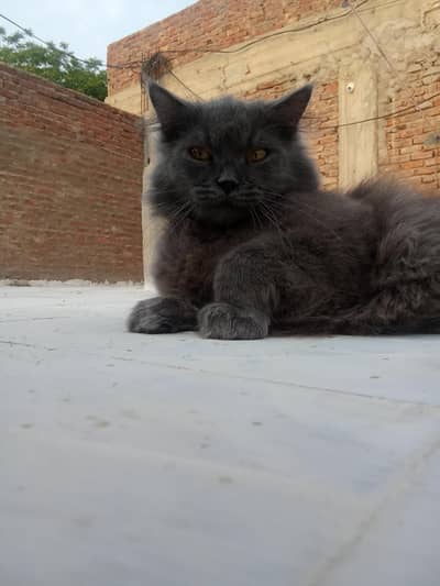 black colour
