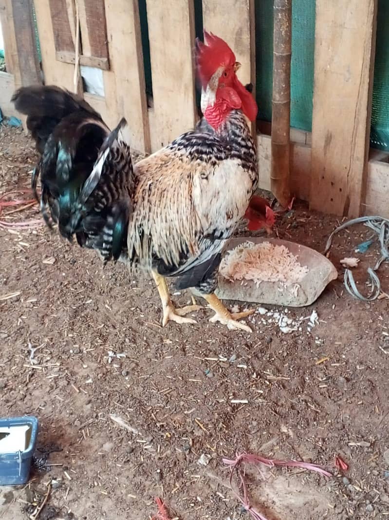 Desi murga pair breeding 2
