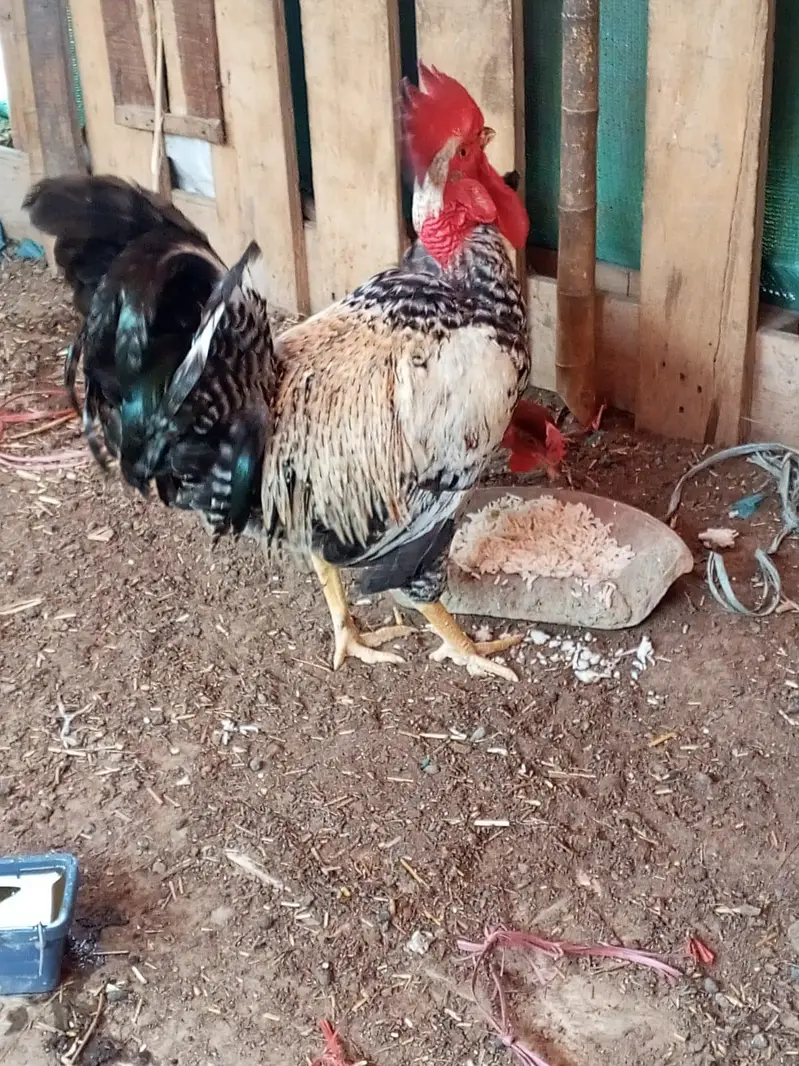 Desi murga pair breeding — photo 3