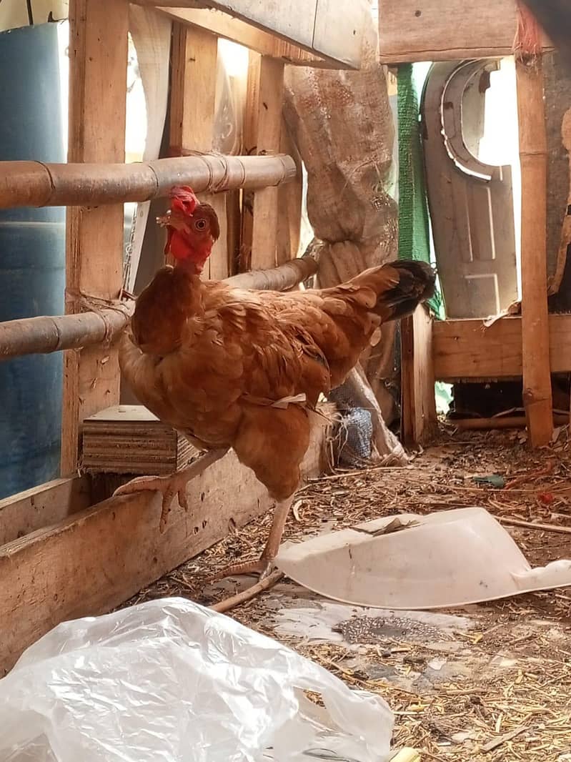 Desi murga pair breeding 3
