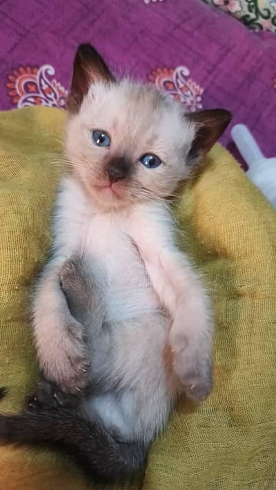 pure Siamese kittens
