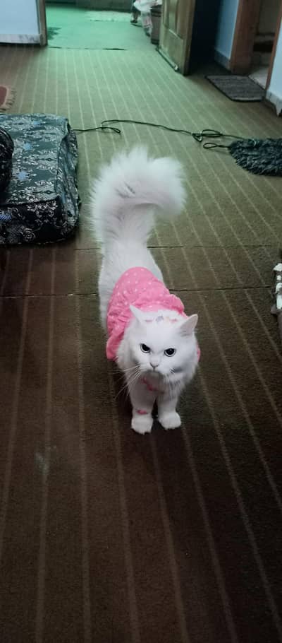 *Persian Male & Female Cats buy 1 get 1 free for Sale*