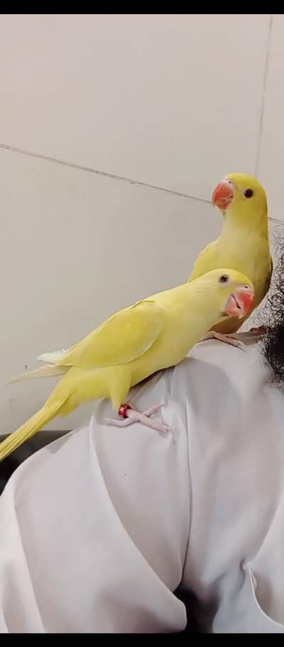 yellow Ringnick pair