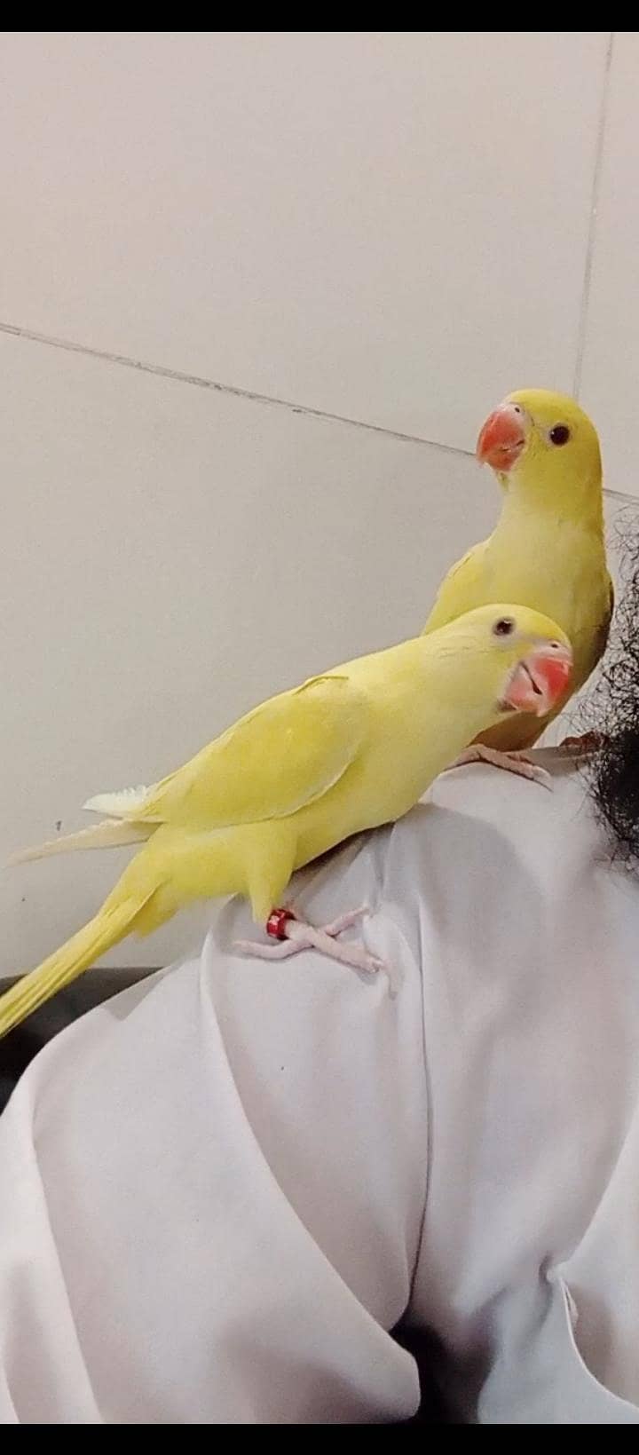 yellow Ringnick pair 0