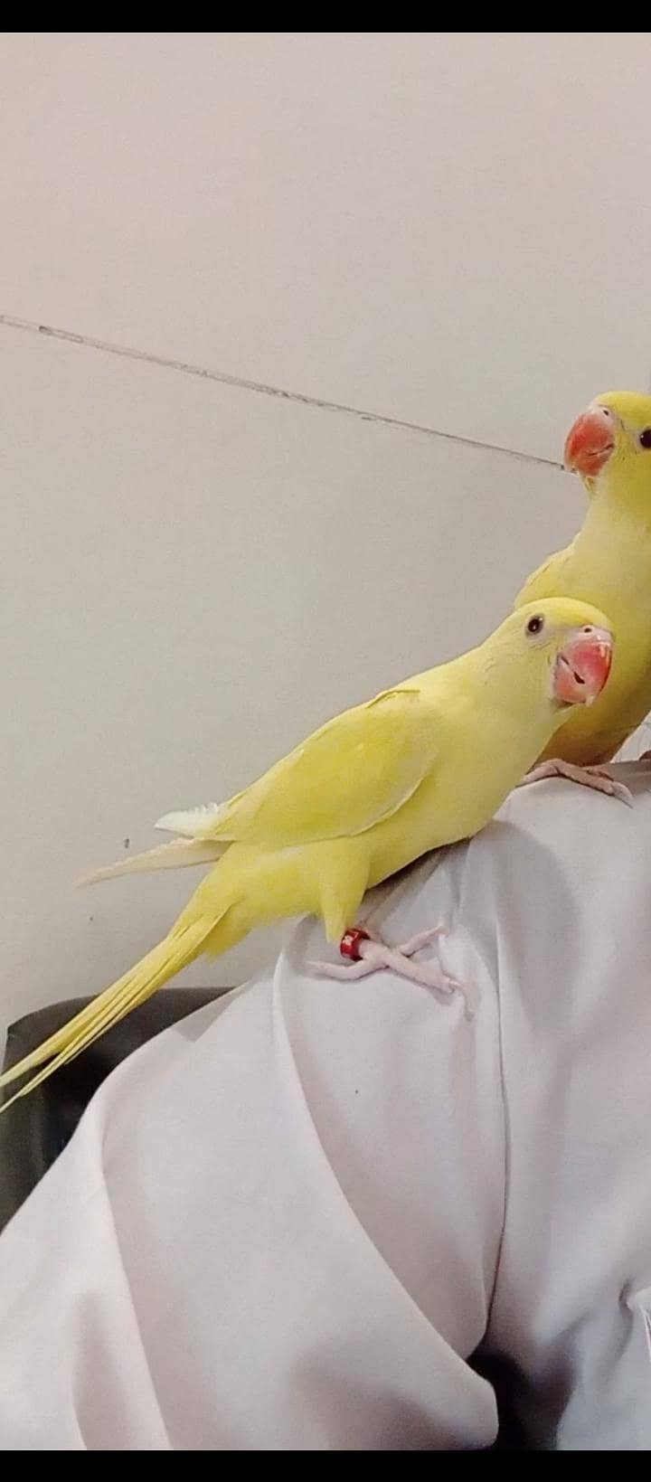 yellow Ringnick pair 1