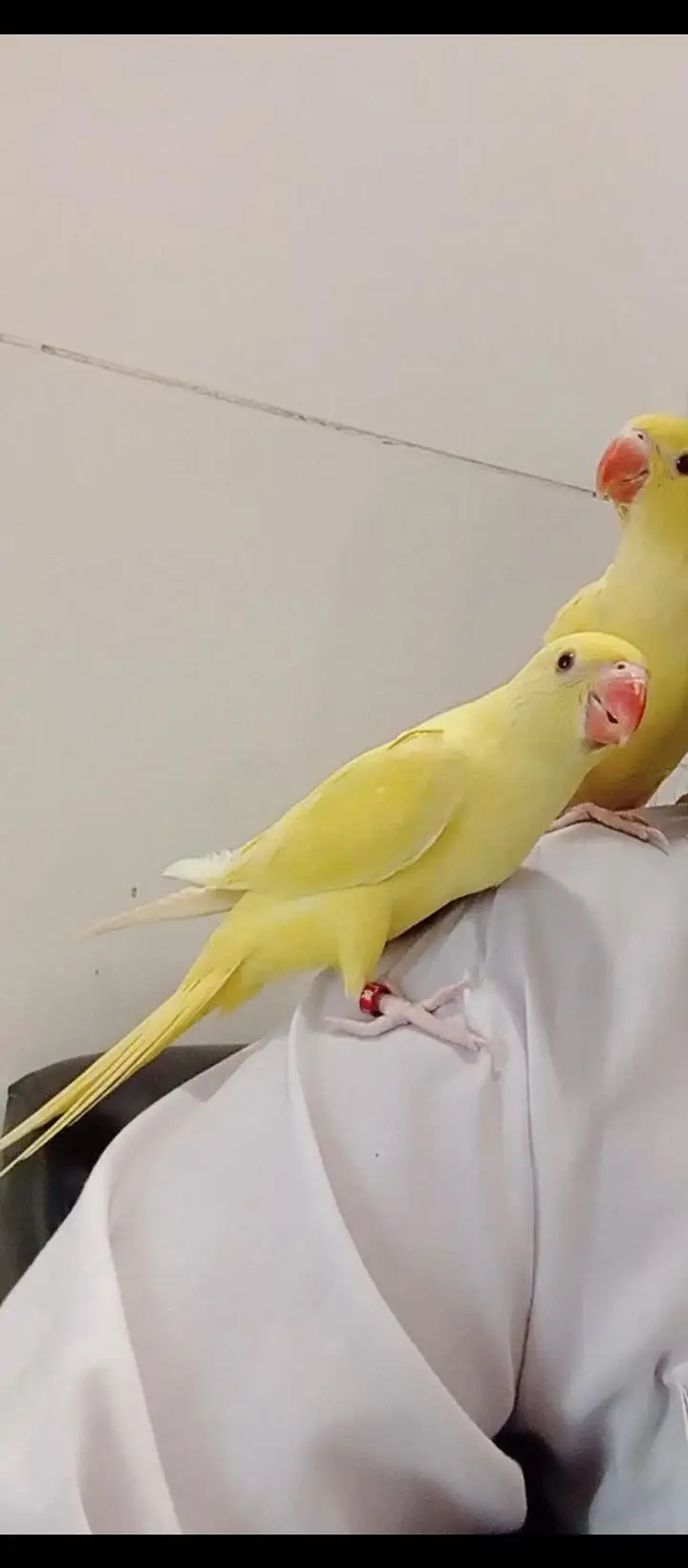yellow Ringnick pair — photo 2