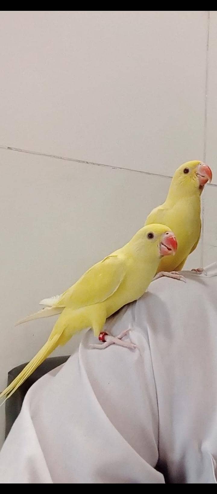yellow Ringnick pair 2