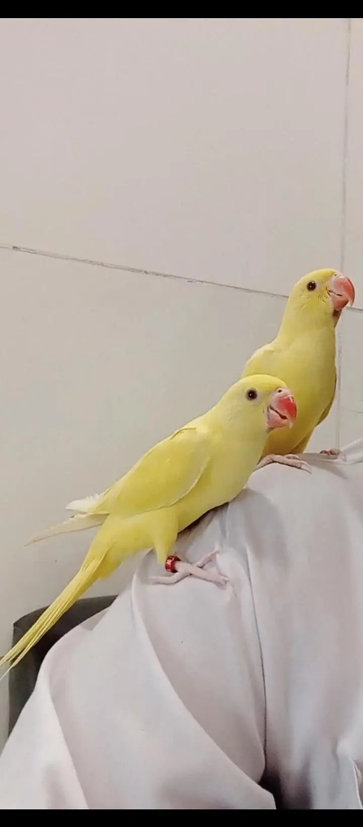 yellow Ringnick pair — photo 3