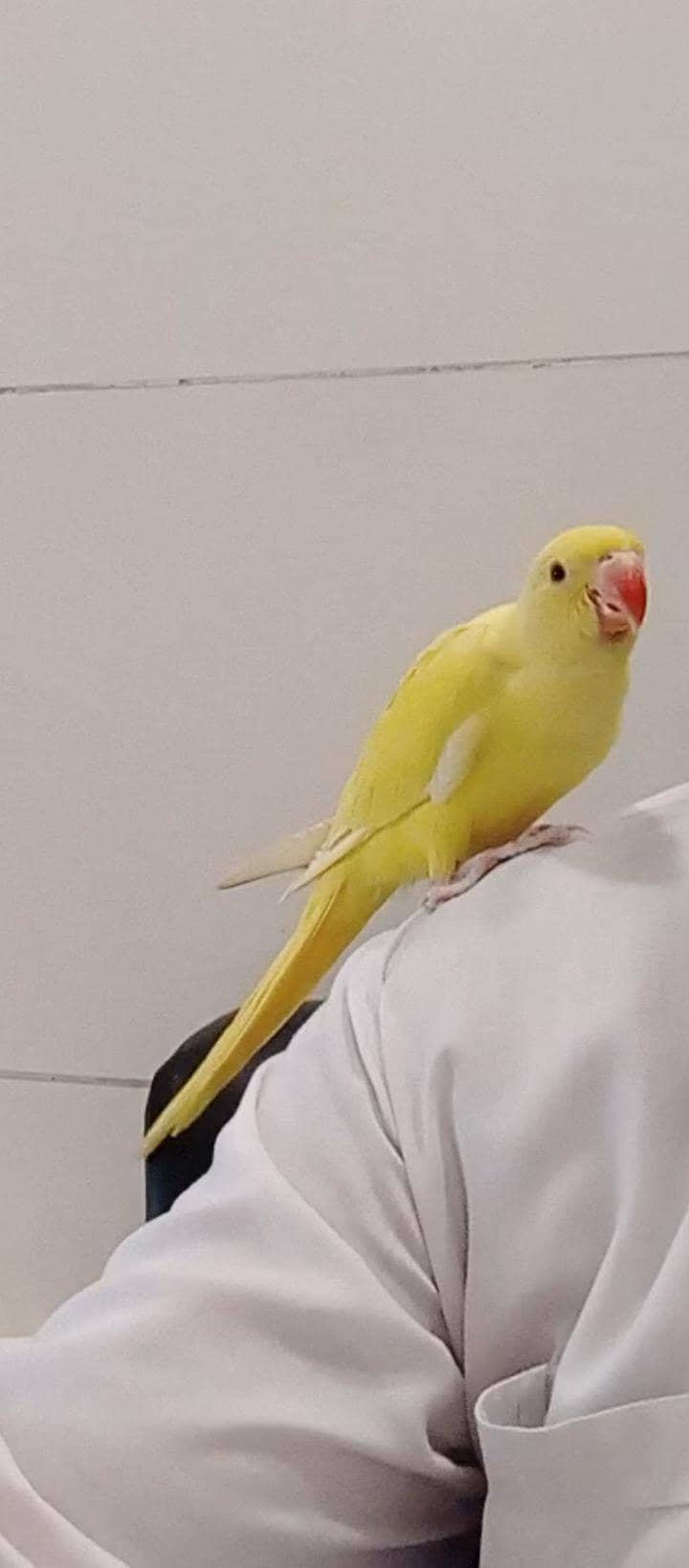 yellow Ringnick pair 3