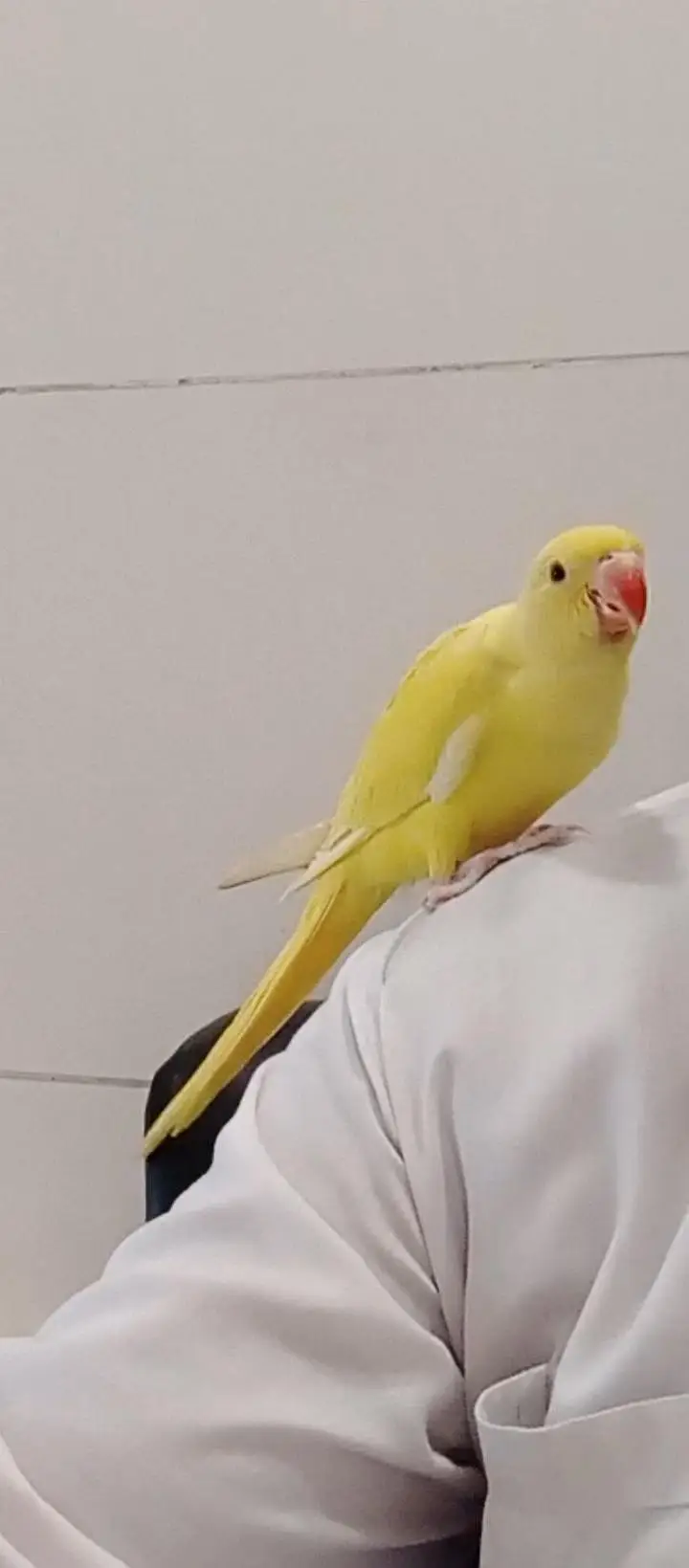 yellow Ringnick pair — photo 4
