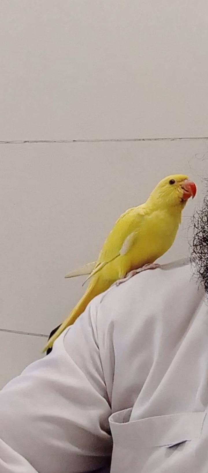yellow Ringnick pair 4