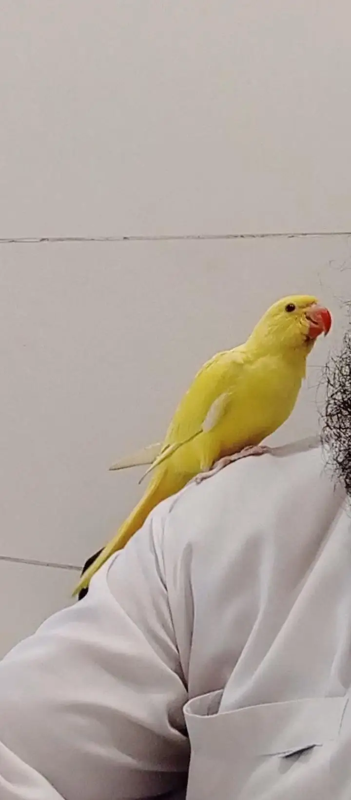 yellow Ringnick pair — photo 5