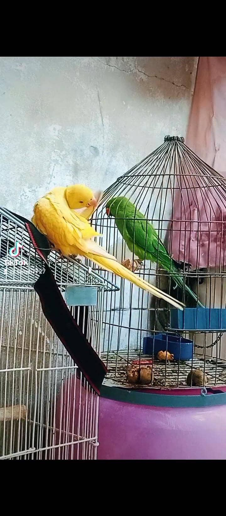 yellow Ringnick pair 5