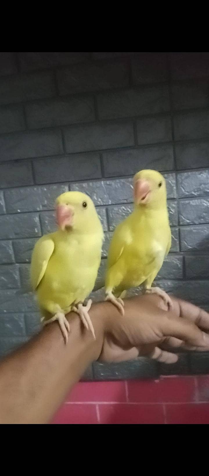 yellow Ringnick pair 6