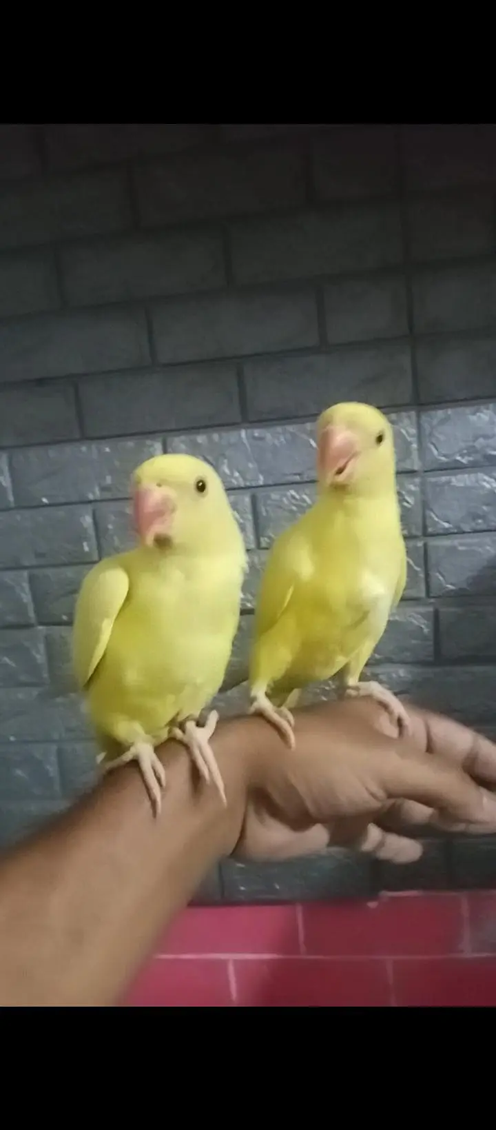 yellow Ringnick pair — photo 7