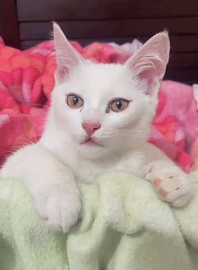 Semi Persian Loving Cat Free