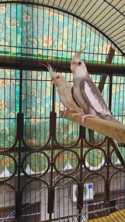 Pair of Cockatiel ino female white face male Ready to first breed
