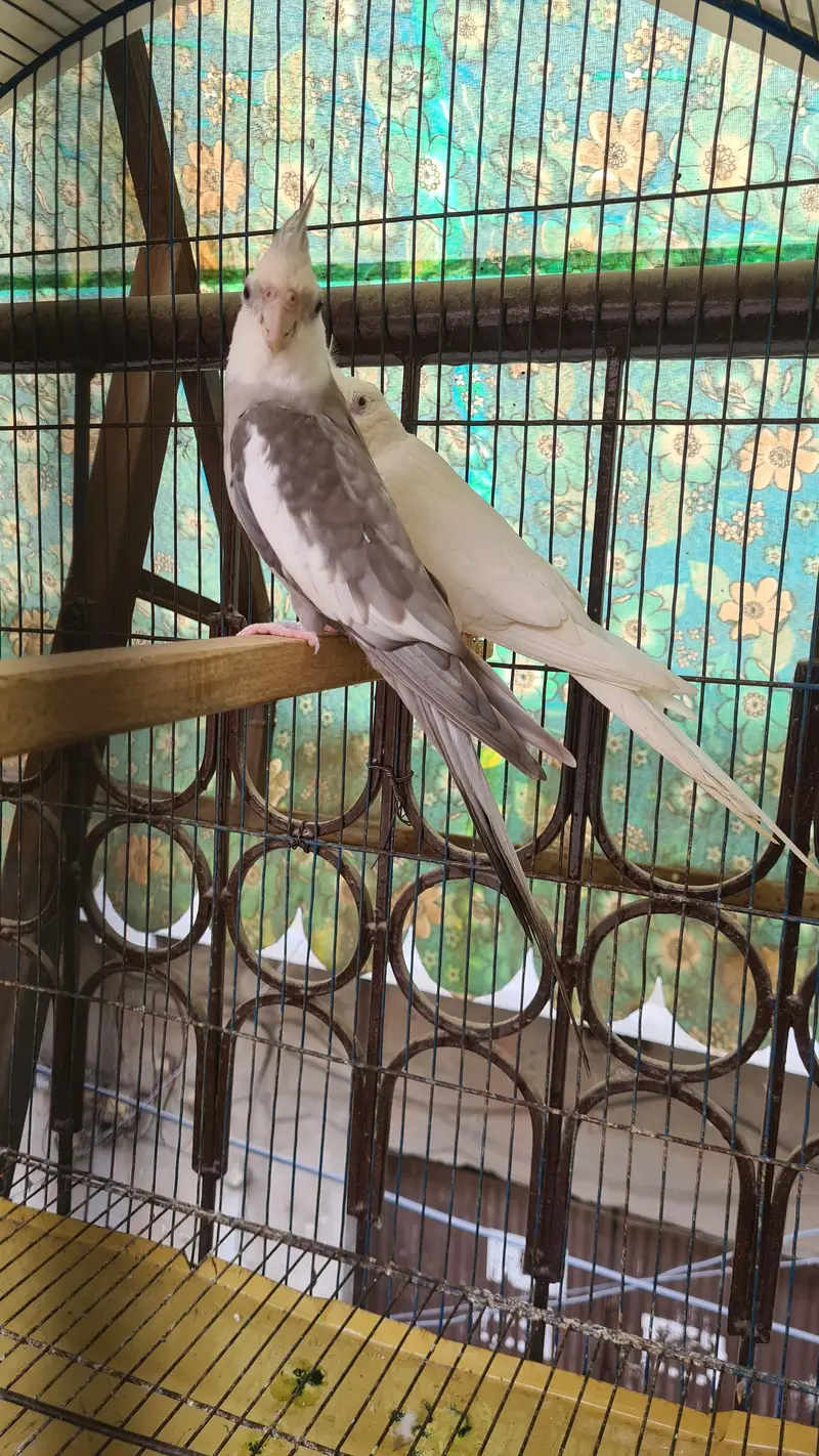 Pair of Cockatiel ino female white face male Ready to first breed — photo 2