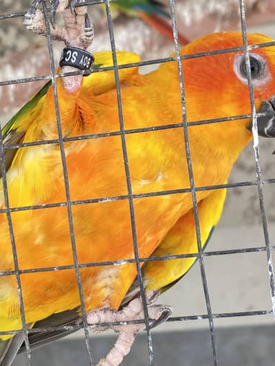 Sunconure Breeder Male