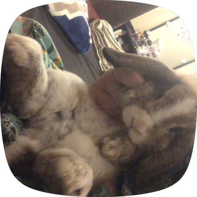 Holland lop bunny urgent sale