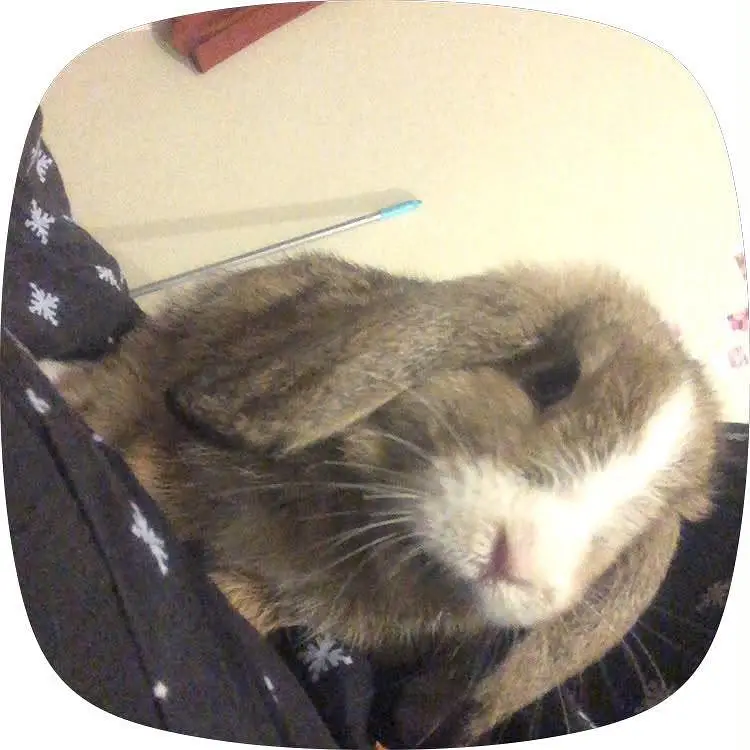 Holland lop bunny urgent sale — photo 2