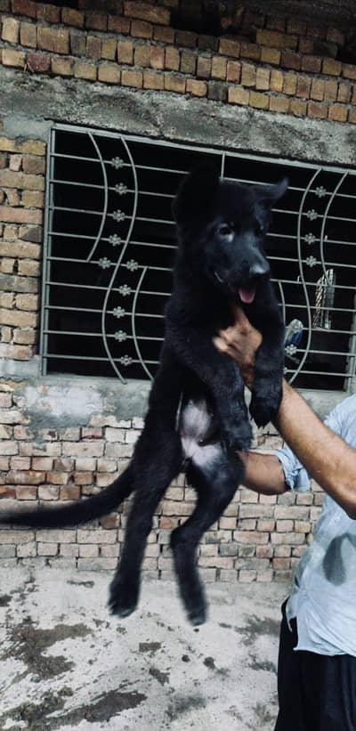 Black German shepherd