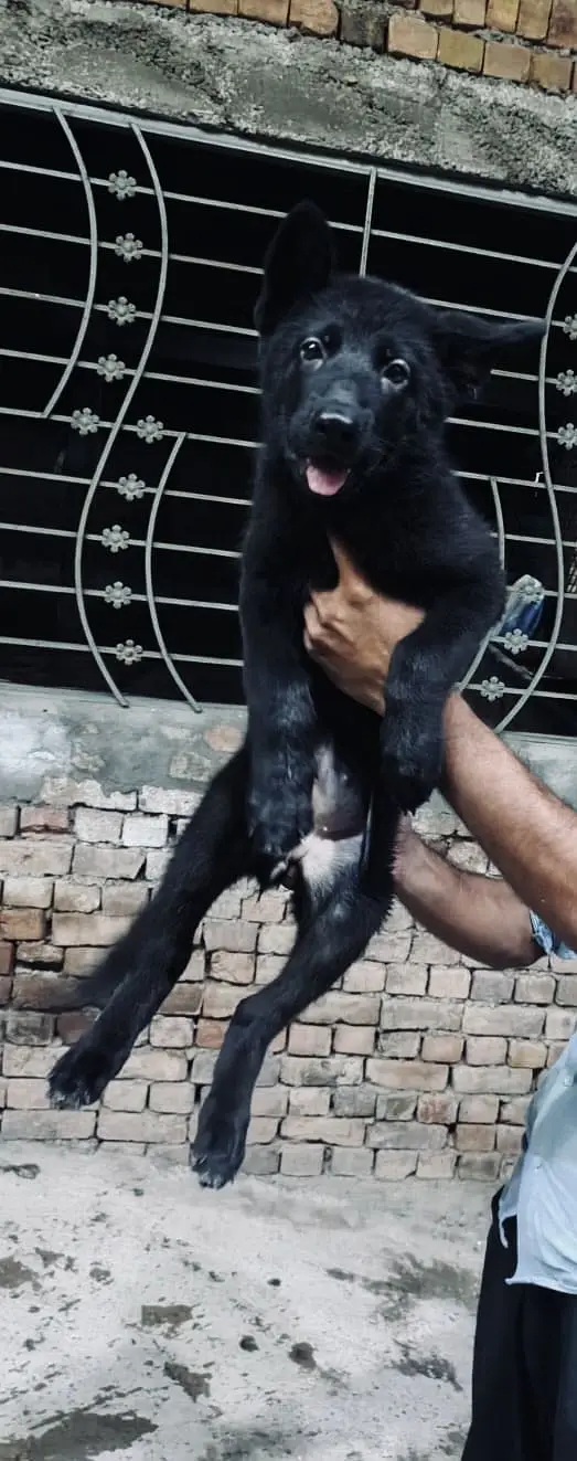 Black German shepherd — photo 2