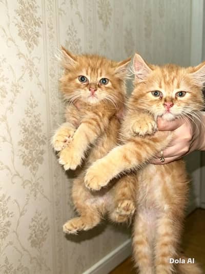 Persian kittens for sale playful  punch face triple coated