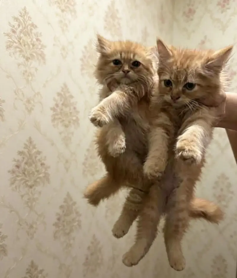 Persian kittens for sale playful  punch face triple coated — photo 2