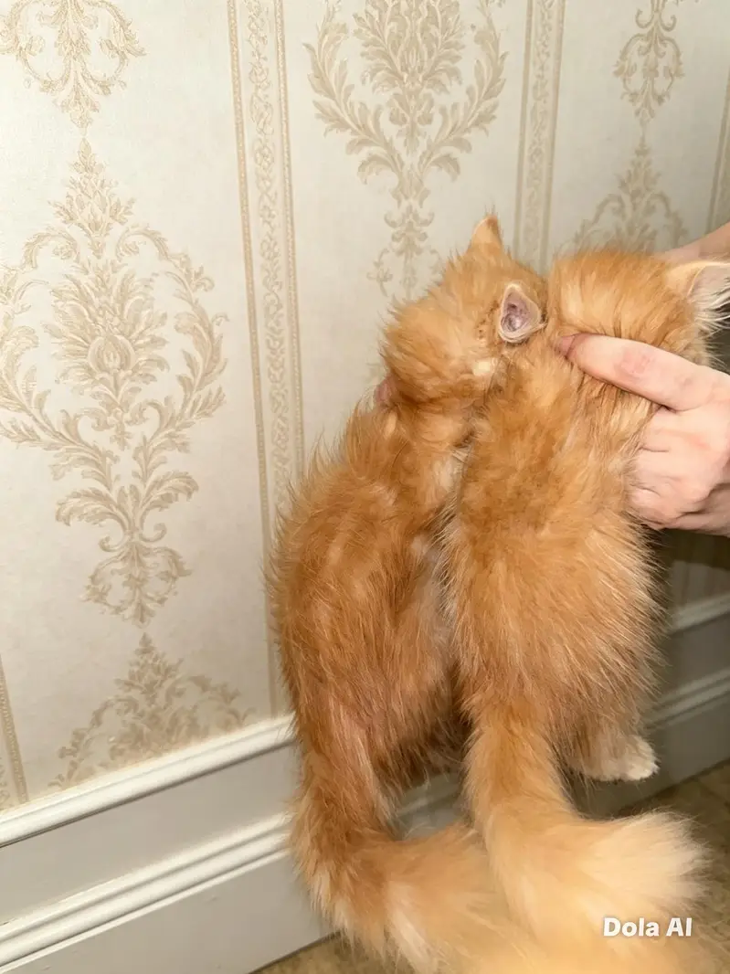 Persian kittens for sale playful  punch face triple coated — photo 3