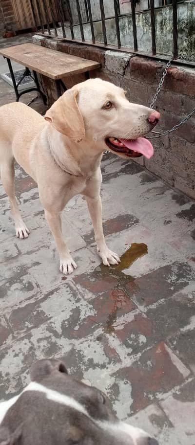 goldan labrador