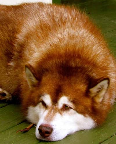 Husky Male  full coat odd eyes Stud