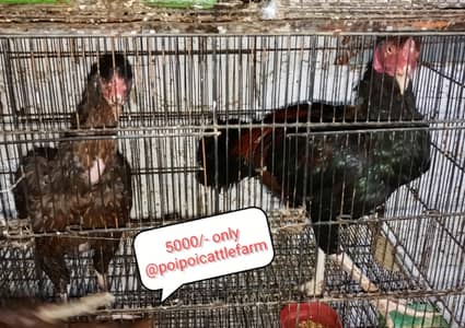 14 August Sale 2026