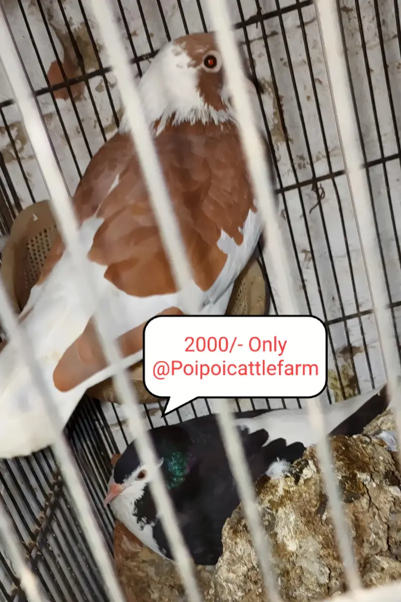 14 August Sale 2026 — photo 2