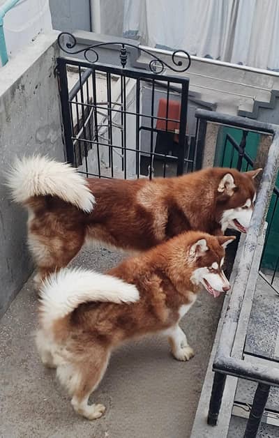 Alaskan malamute husky stud