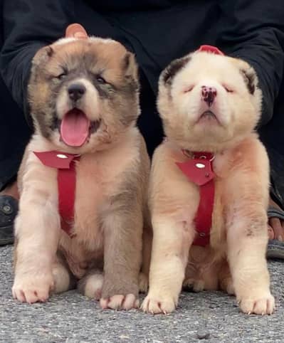Pradesh Kangal dog pair 3 month for sale cargo available