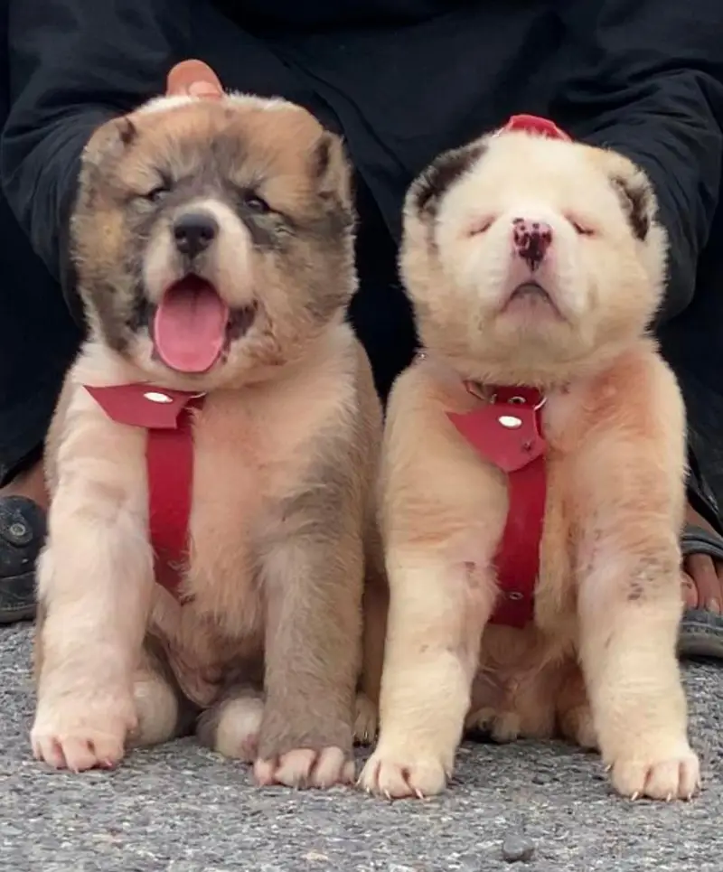 Pradesh Kangal dog pair 3 month for sale cargo available