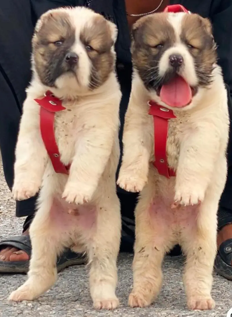 Pradesh Kangal dog pair 3 month for sale cargo available — photo 2