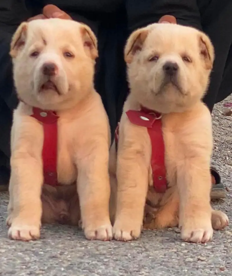 Pradesh Kangal dog pair 3 month for sale cargo available — photo 4