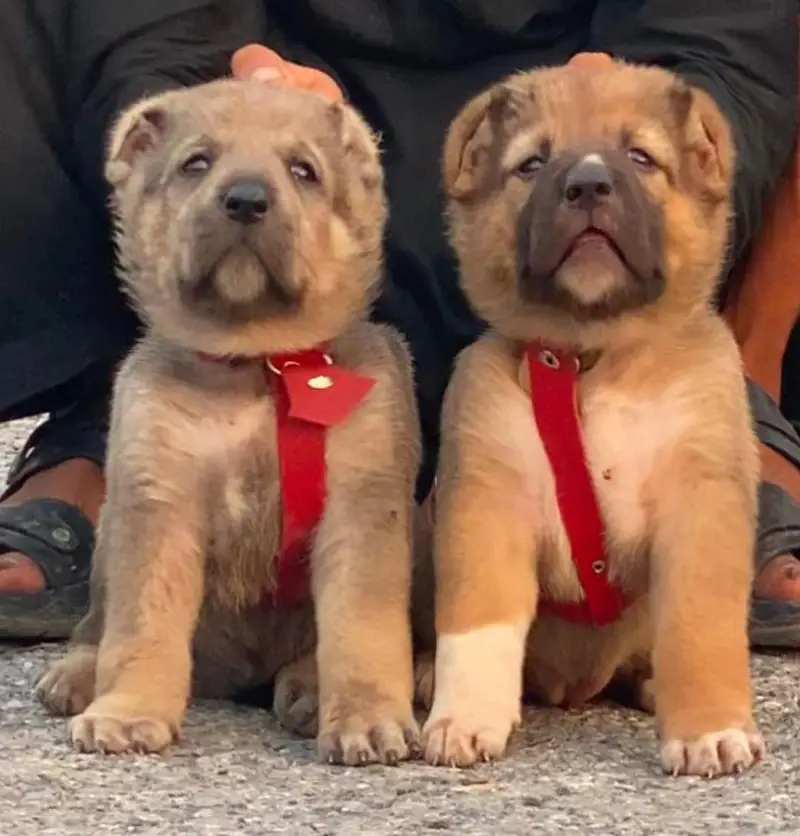 Pradesh Kangal dog pair 3 month for sale cargo available — photo 5
