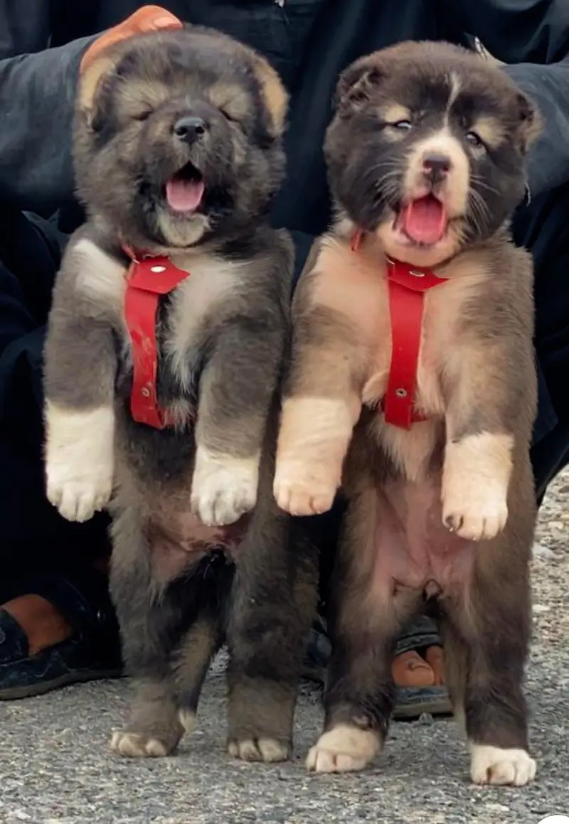 Pradesh Kangal dog pair 3 month for sale cargo available — photo 6