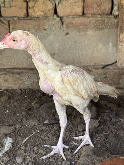 Heeray chozay. For sale acitve and healthy. Barish. Ki wja sa gandy hn