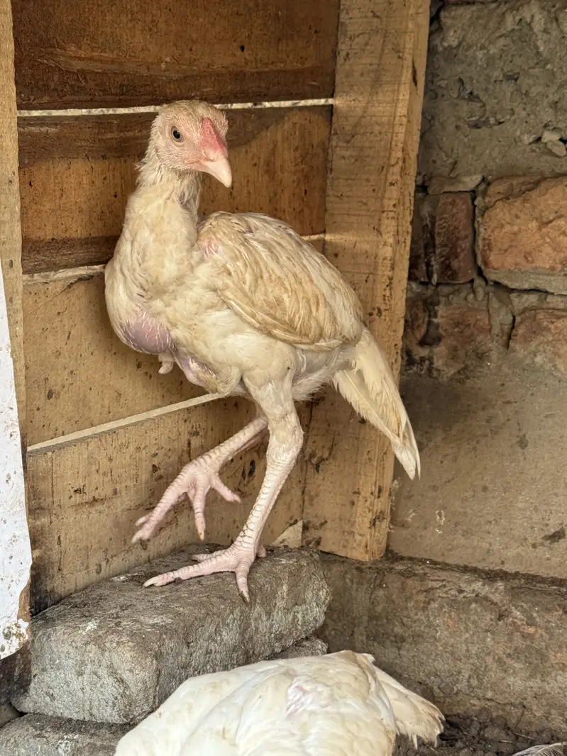 Heeray chozay. For sale acitve and healthy. Barish. Ki wja sa gandy hn — photo 2