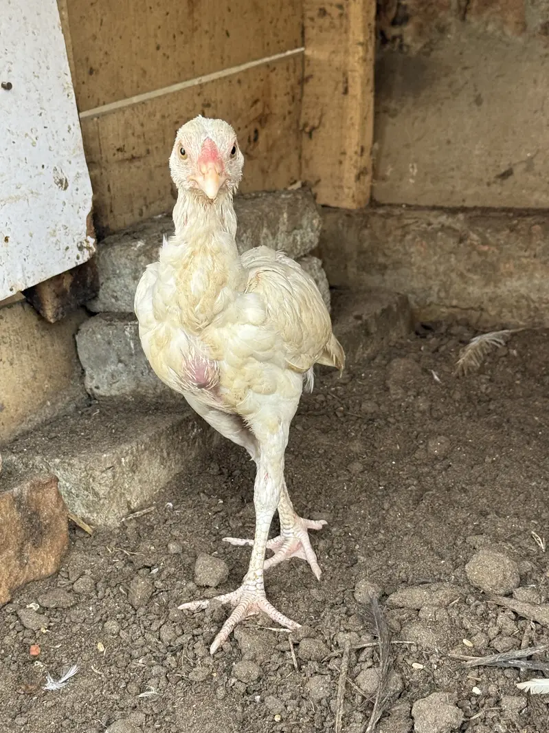 Heeray chozay. For sale acitve and healthy. Barish. Ki wja sa gandy hn — photo 3
