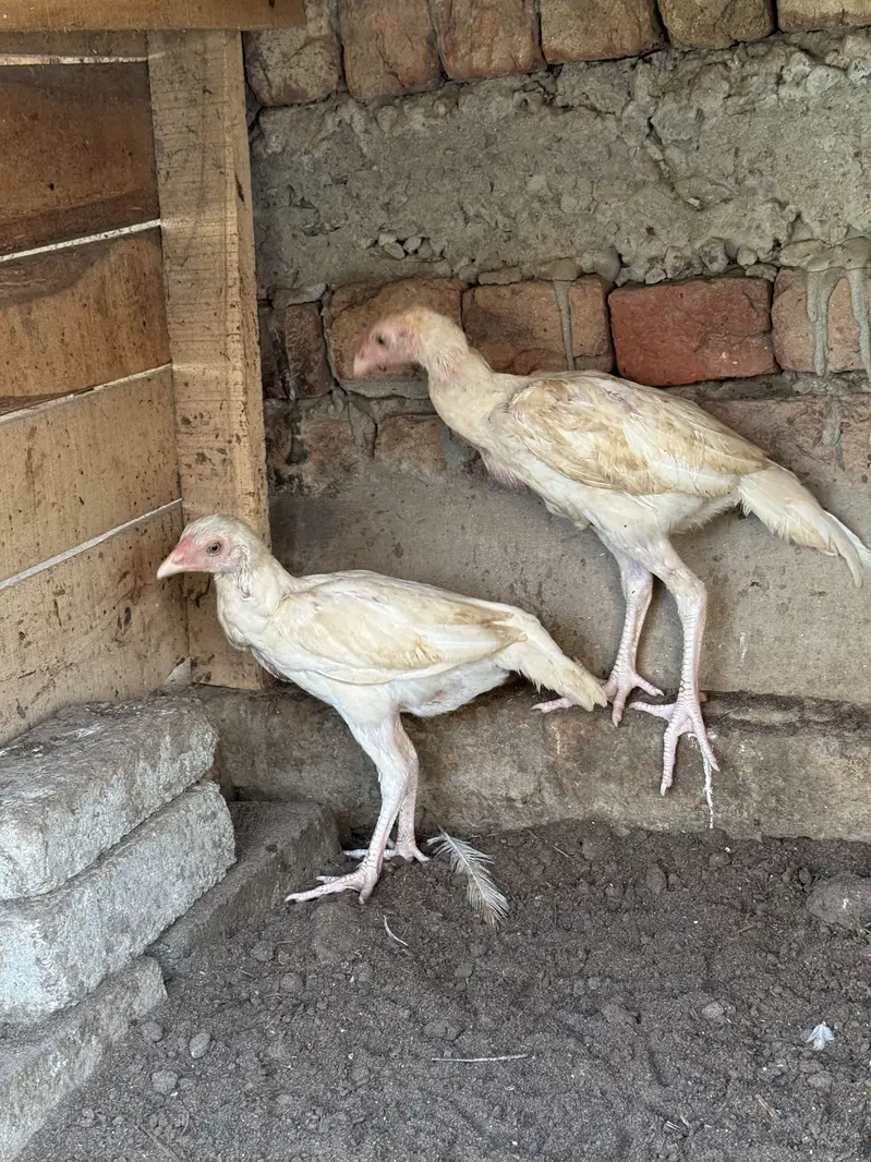 Heeray chozay. For sale acitve and healthy. Barish. Ki wja sa gandy hn — photo 4