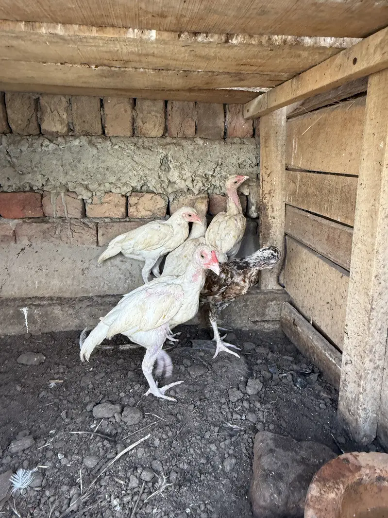 Heeray chozay. For sale acitve and healthy. Barish. Ki wja sa gandy hn — photo 5