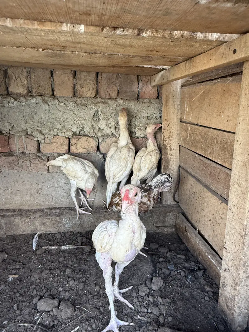 Heeray chozay. For sale acitve and healthy. Barish. Ki wja sa gandy hn — photo 6