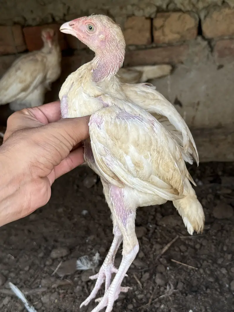 Heeray chozay. For sale acitve and healthy. Barish. Ki wja sa gandy hn — photo 7