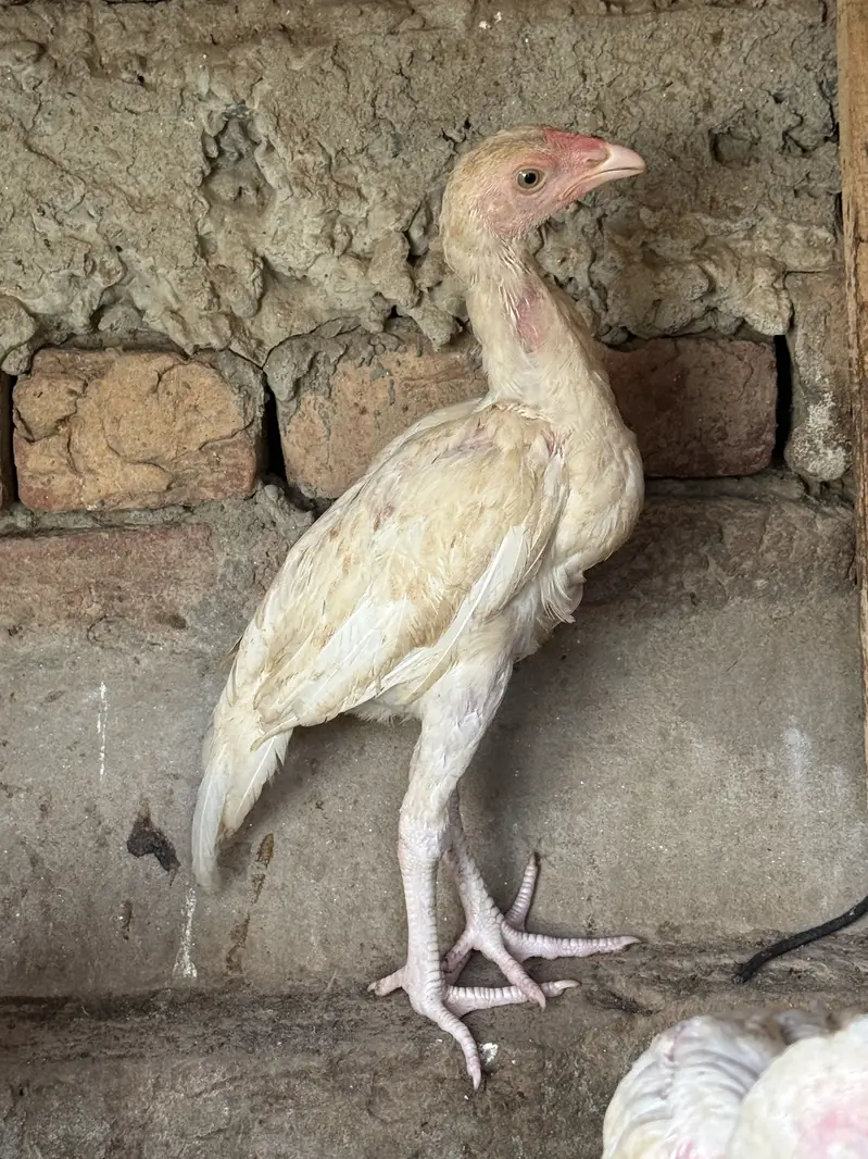 Heeray chozay. For sale acitve and healthy. Barish. Ki wja sa gandy hn — photo 8